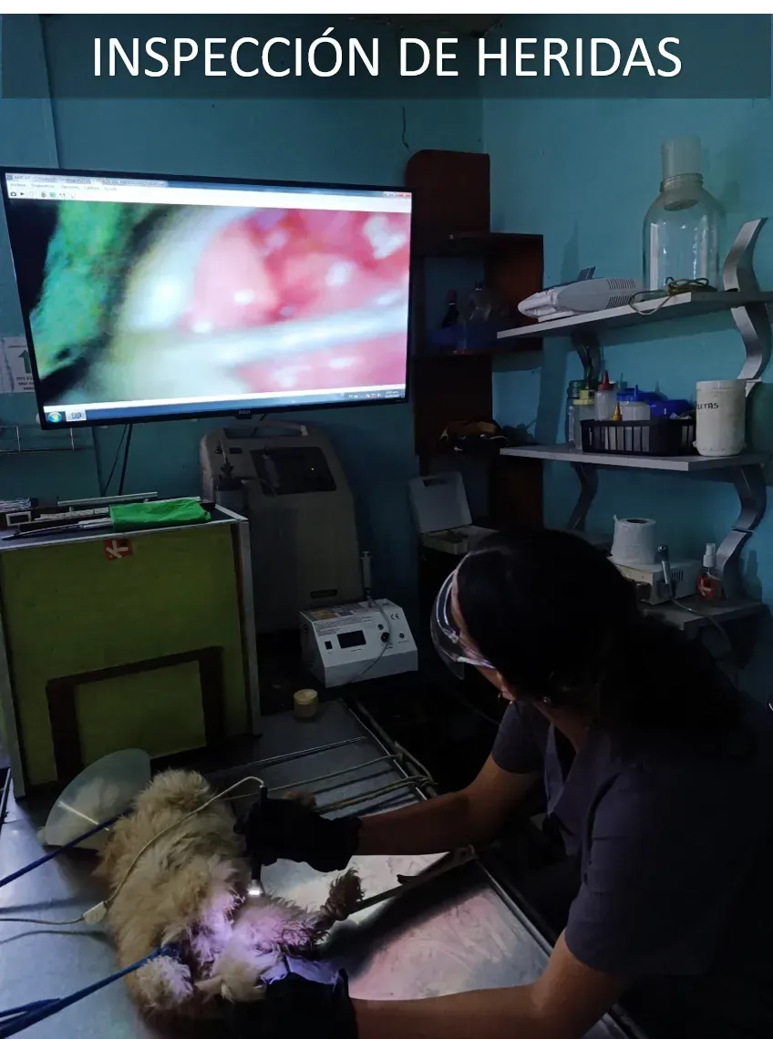 Endoscopios / Camara térmica